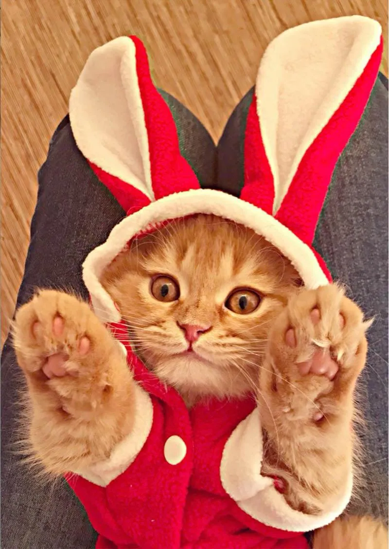 Cat's Christmas Santa Claus Clothing